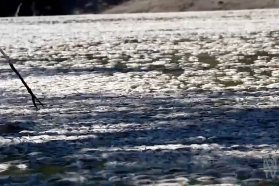 Muerte de peces