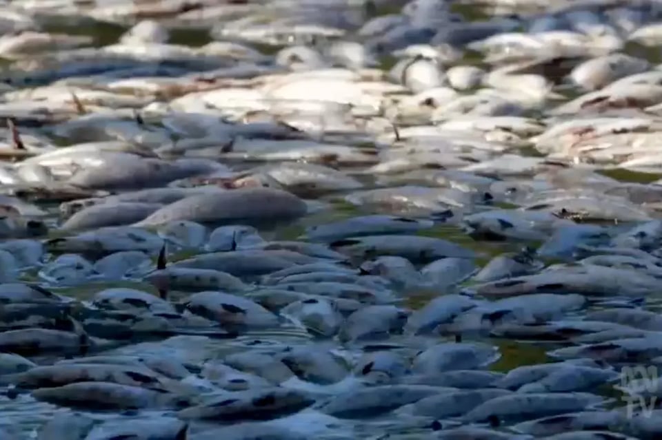 Aparecen peces muertos en río: Más razones de las muertes