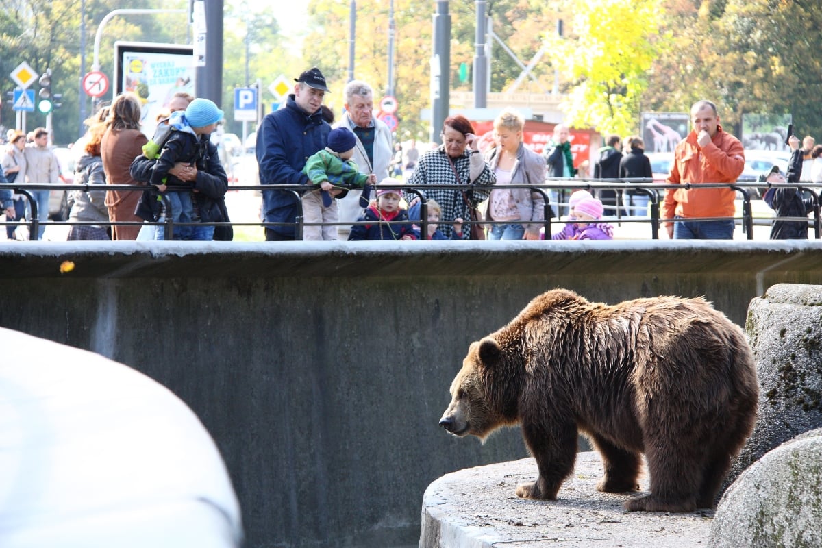 Madre lanzó a su pequeña hija a zona de osos pardos en zoológico