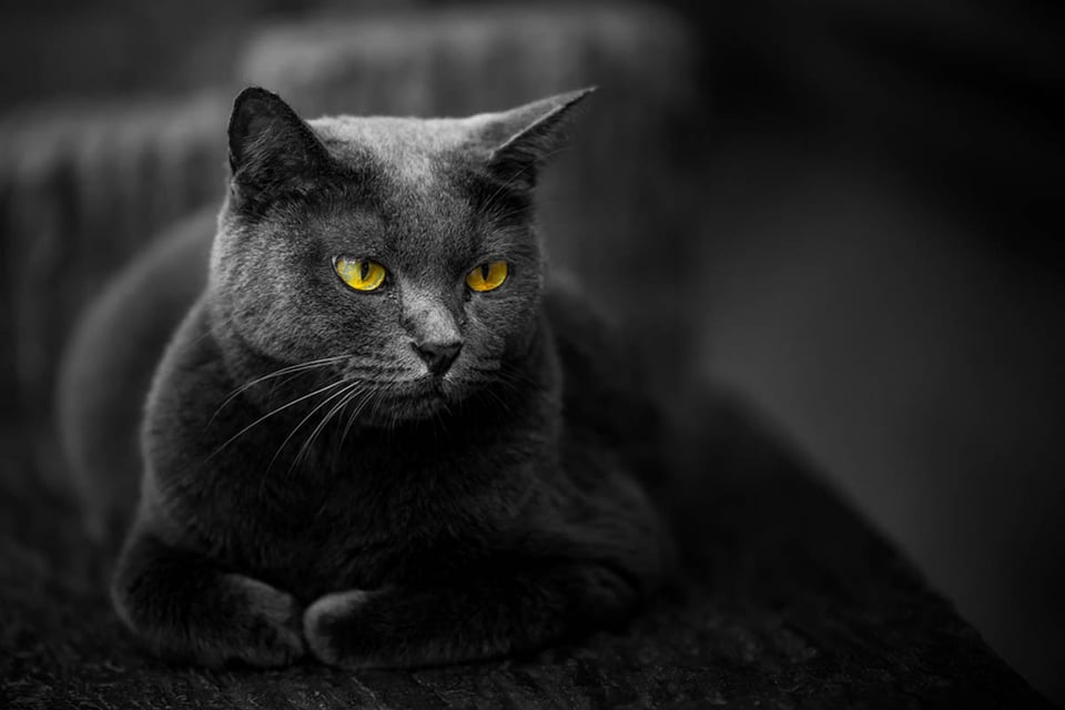 black cat, superstitions