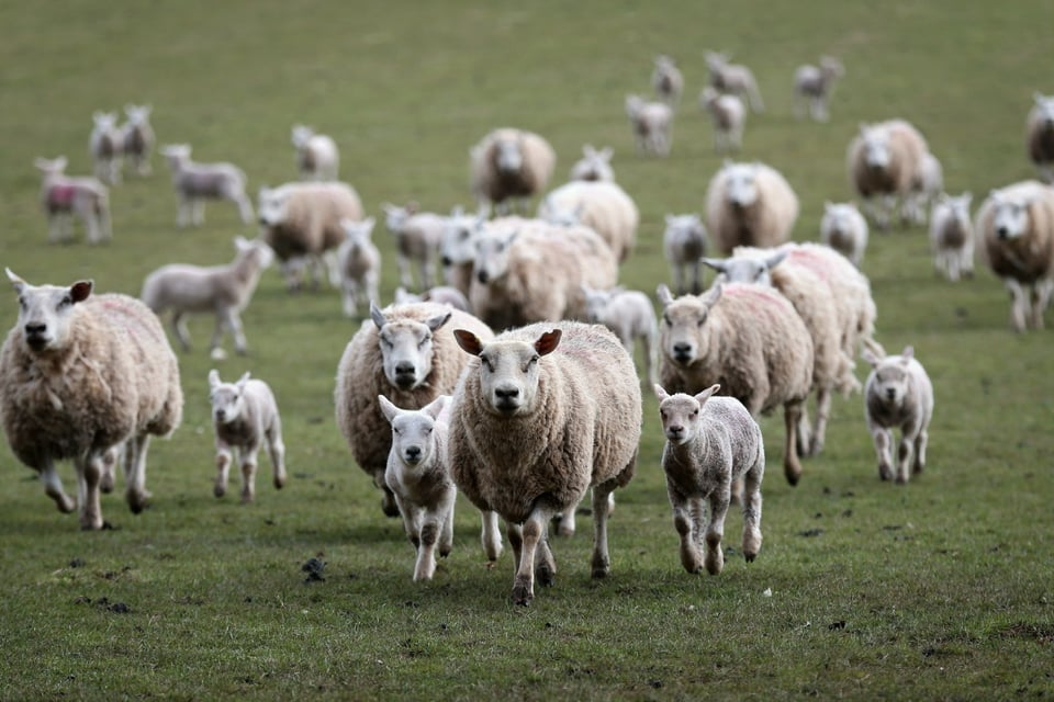 Eerie video of sheep walking in a circle for 12 days (VIDEO)