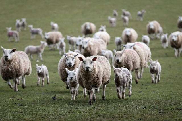 Eerie video of sheep walking in a circle for 12 days (VIDEO)