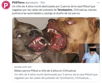 Perros pitbull devoran niño