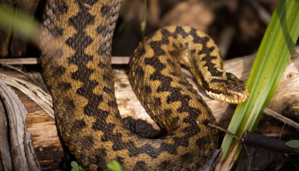 Un familia encuentra a una serpiente venenosa en su árbol de navidad (FOTOS)