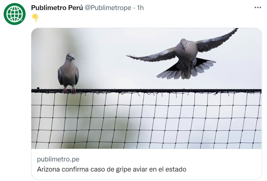 bird flu United States