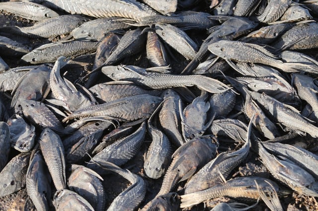 Tens of thousands of dead fish wash up on Texas beach: Is it the apocalypse?