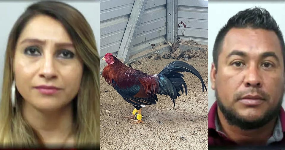 Crónica: Policía desbarata fiesta donde ponían a pelear gallos