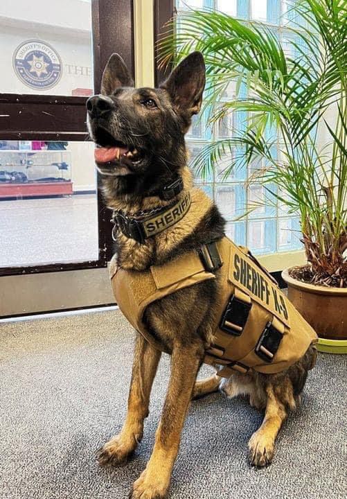 Así despidieron el cadaver del perro policía