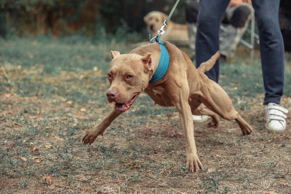 La madre de Tennessee que luchó contra perros para salvar a su hijo, se encuentra estable en hospital featured image