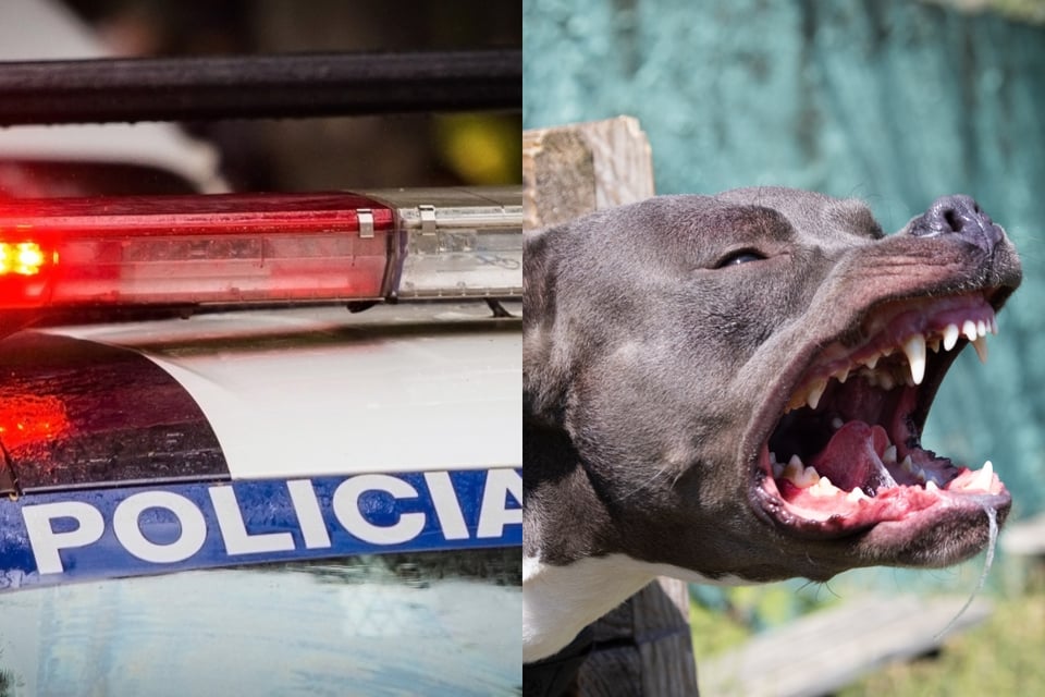 Perro ataca y mata a pareja de la tercera edad al interior de su casa en México