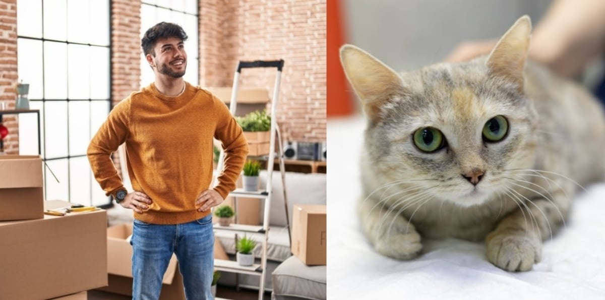 5 great reasons to adopt a cat if you live alone