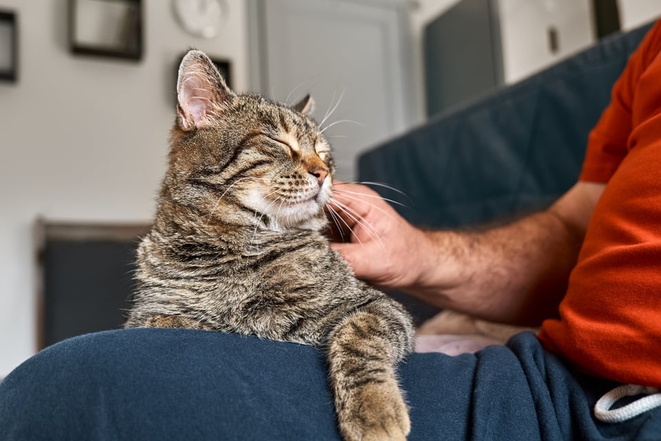 why you should adopt a cat, pets, cats, MundoNOW