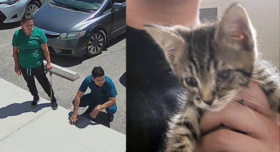 Crónica: Pareja de hispanos buscada por robarse un gatito