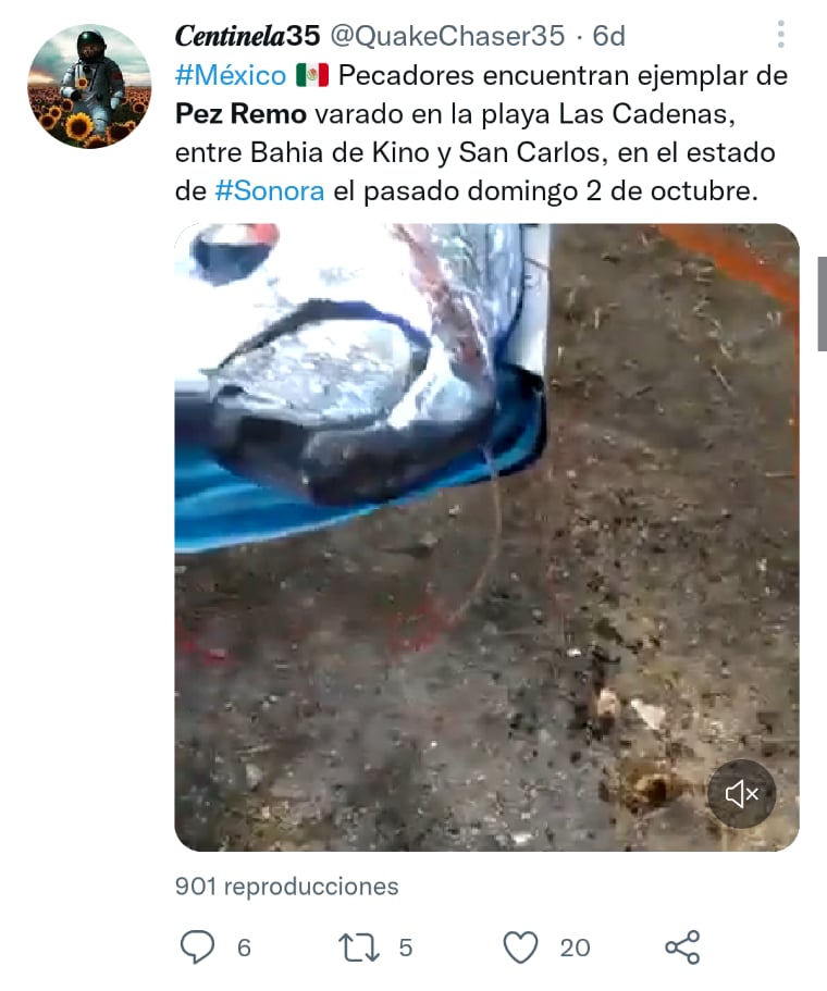 Pez remo avecina terremoto