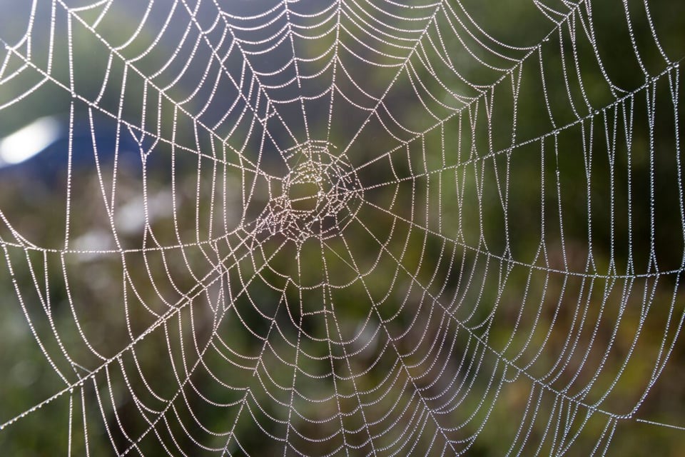 Spider, Cobweb, Silver Weave, MundoNow, Podcast