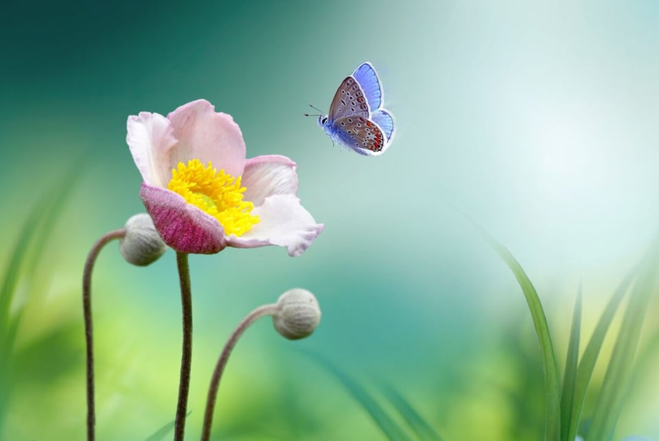 Mariposa, Naturaleza, La visión del cuatro, MundoNow, Podcast