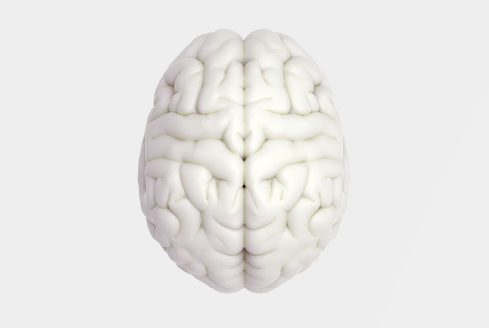 White brain, Human, Anatomy, MundoNow, Podcast