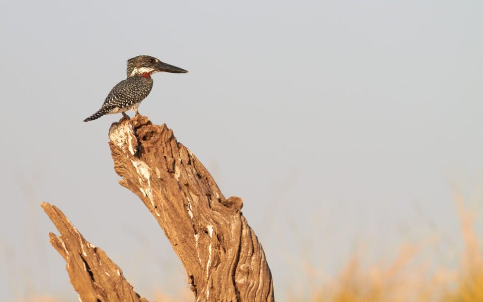 Bird, Wood, Desert, MundoNow, Podcast