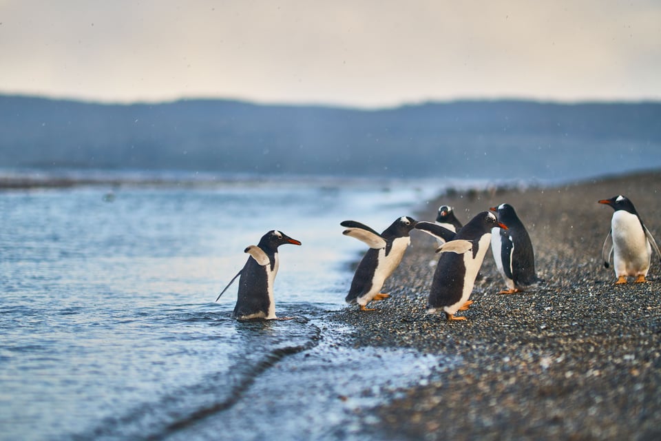 Mitos y Leyendas: The Penguins