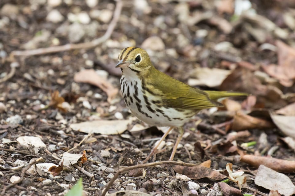 Ovenbird, Earth, Bird, MundoNow, Podcast
