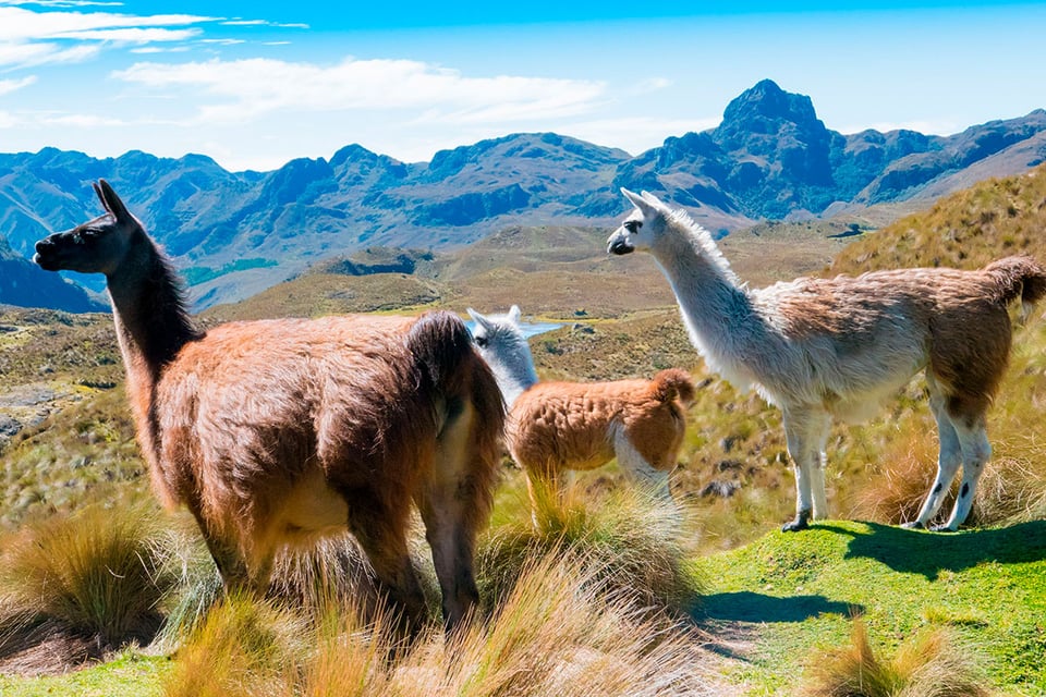 Coqueno, Llamas, Pradera, MundoNow, Podcast