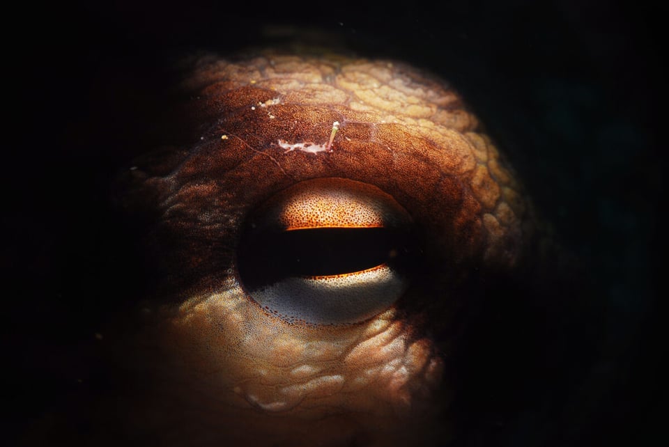 Close-up of an octopus eye