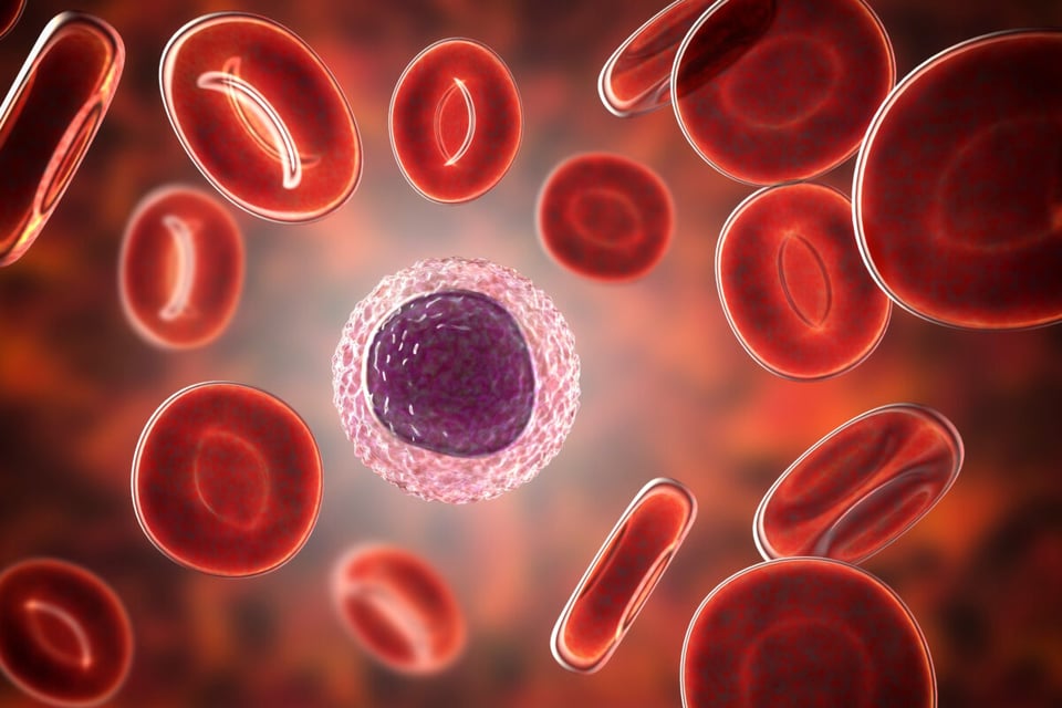 Bacteria, Blood, Invader, MundoNow, Immune system