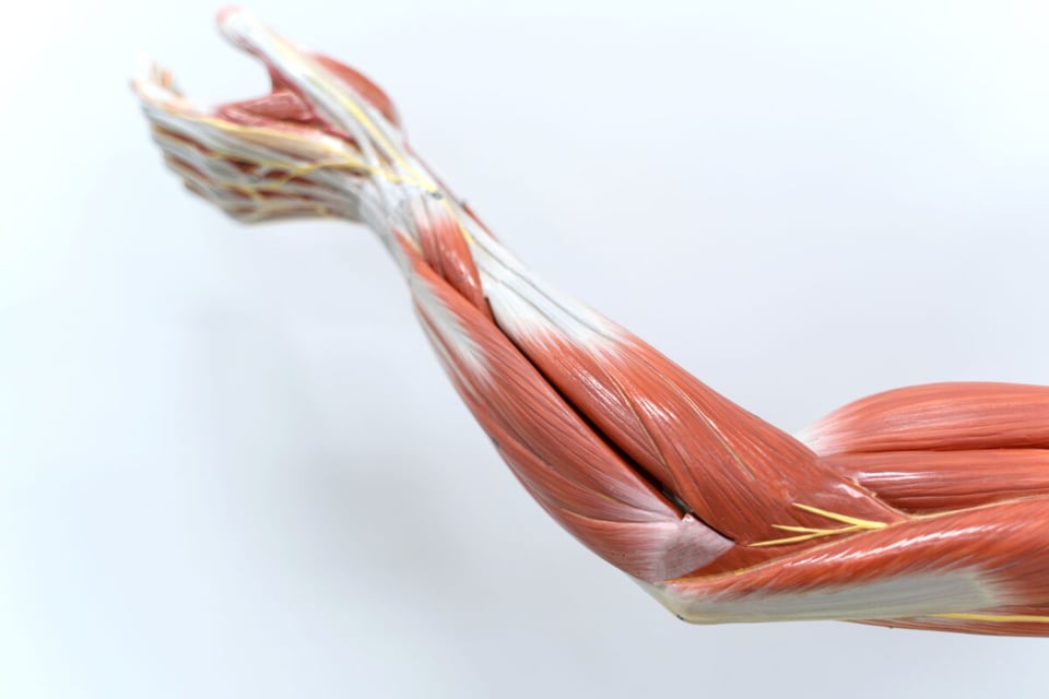 Muscle, Body, Anatomy, Workouts, Podcast