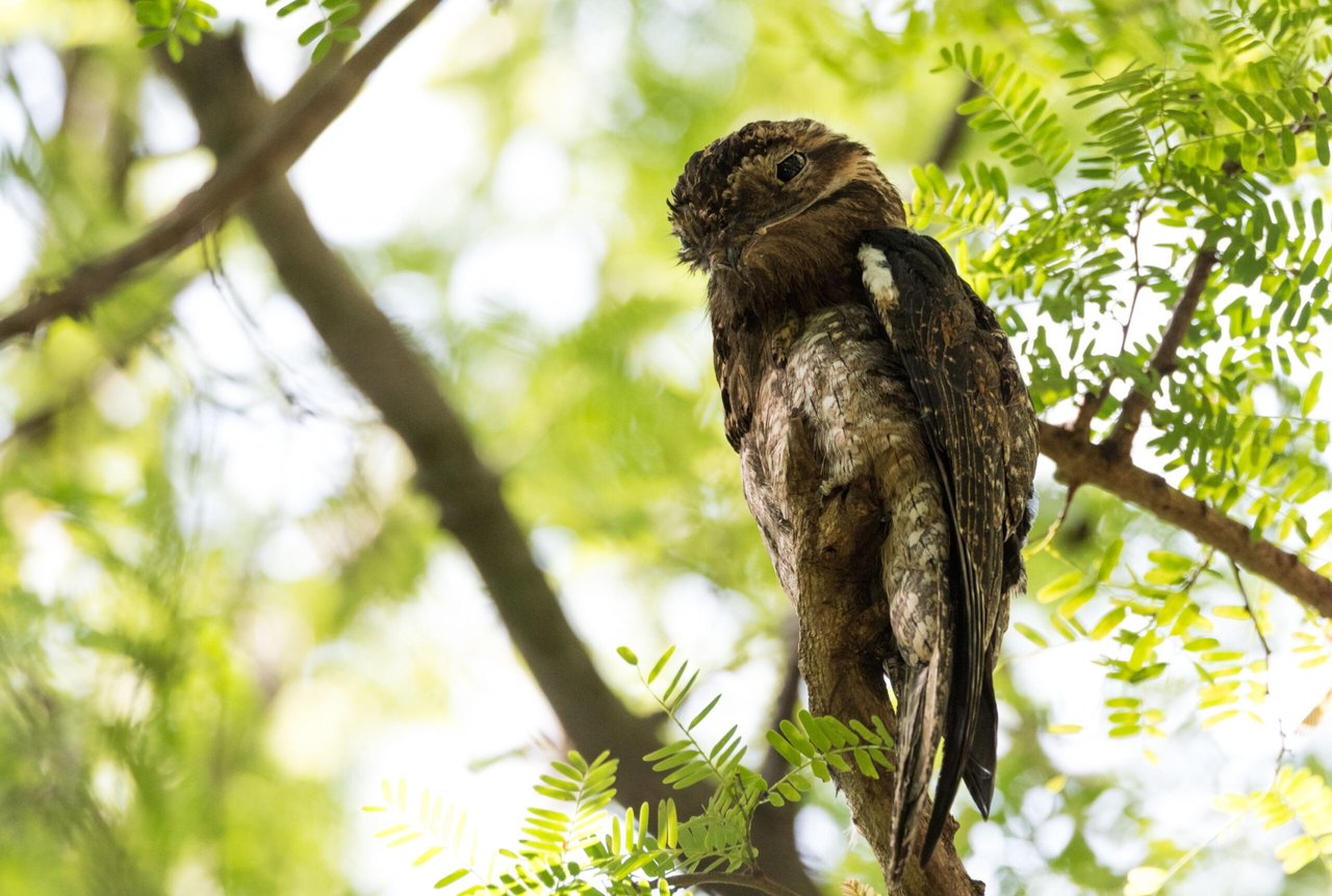 Pájaro Guajojó, Bosque, Naturaleza, MundoNow, Podcast
