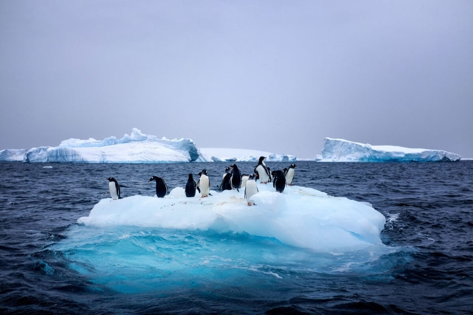 The penguins, Ice, Island, Legend, Podcast