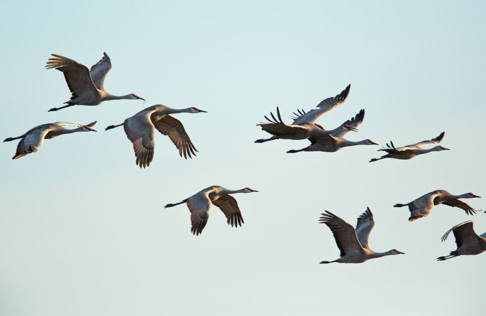 Aves, Volar, Cielo, MundoNow, Podcast