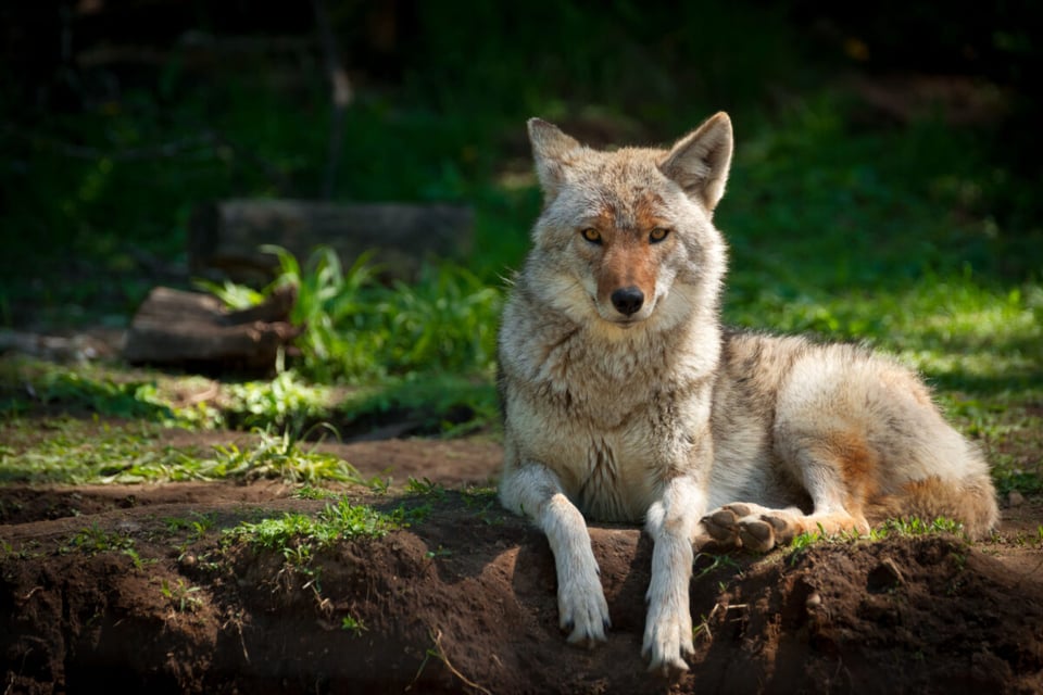 Coyote, Forest, Wild, MundoNow, Podcast