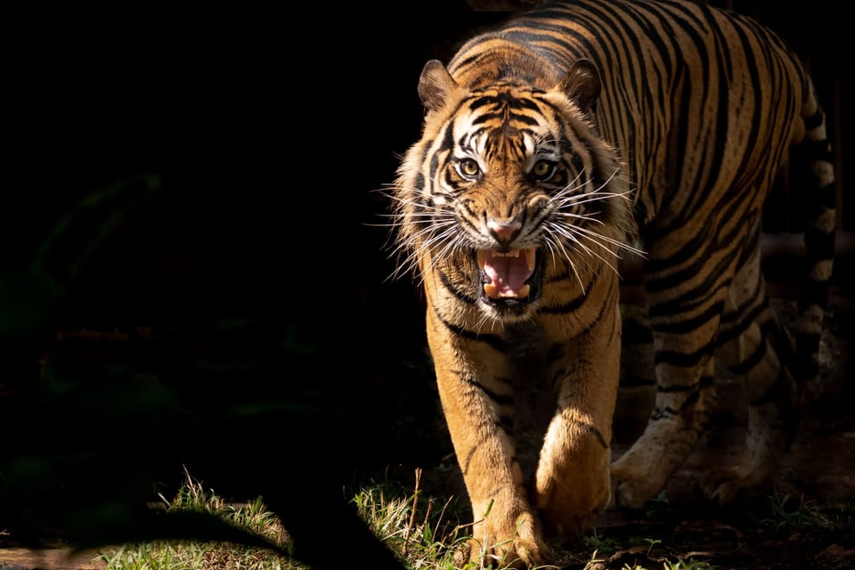 Mitos y leyendas: The Tiger Yaguareté Tié