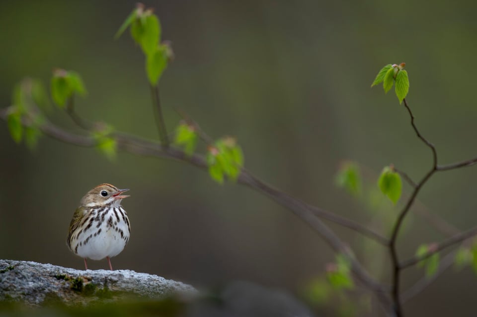 Bird, Branch, Nature, MundoNow, Podcast