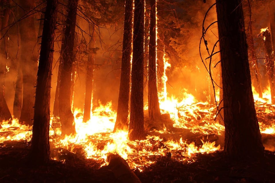 Incendio, Bosque, Destrucción, MundoNow, Podcast