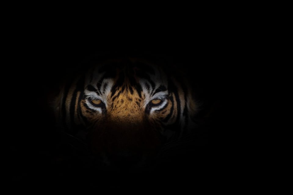 Ojos, Sombra, El tigre yaguareté tié, MundoNow, Podcast