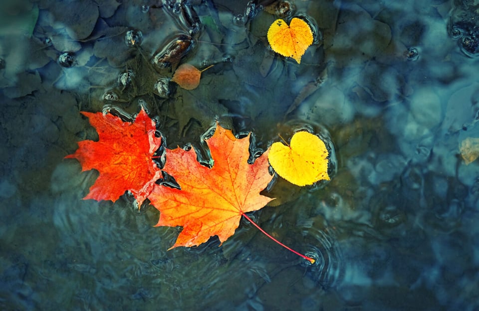 Otoño, Hojas secas, Agua, MundoNow, Podcast