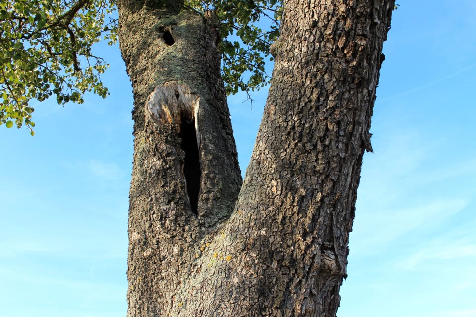 Forked tree, Nature, Leaves, MundoNow, Podcast