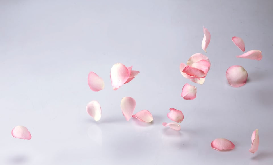 Pétalos de rosa, Rosa, Pétalos volando, MundoNow, Podcast
