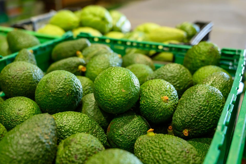 Aguacates, Mercado, Grasa, Metabolismo, Podcast