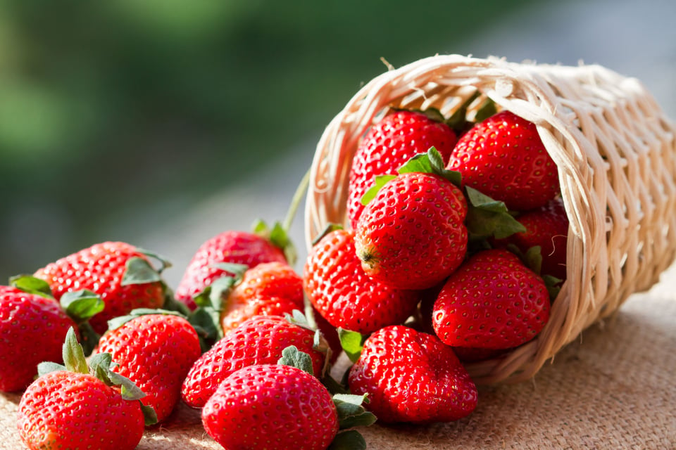 Mitos y Leyendas: A Cherokee Tale About Strawberries