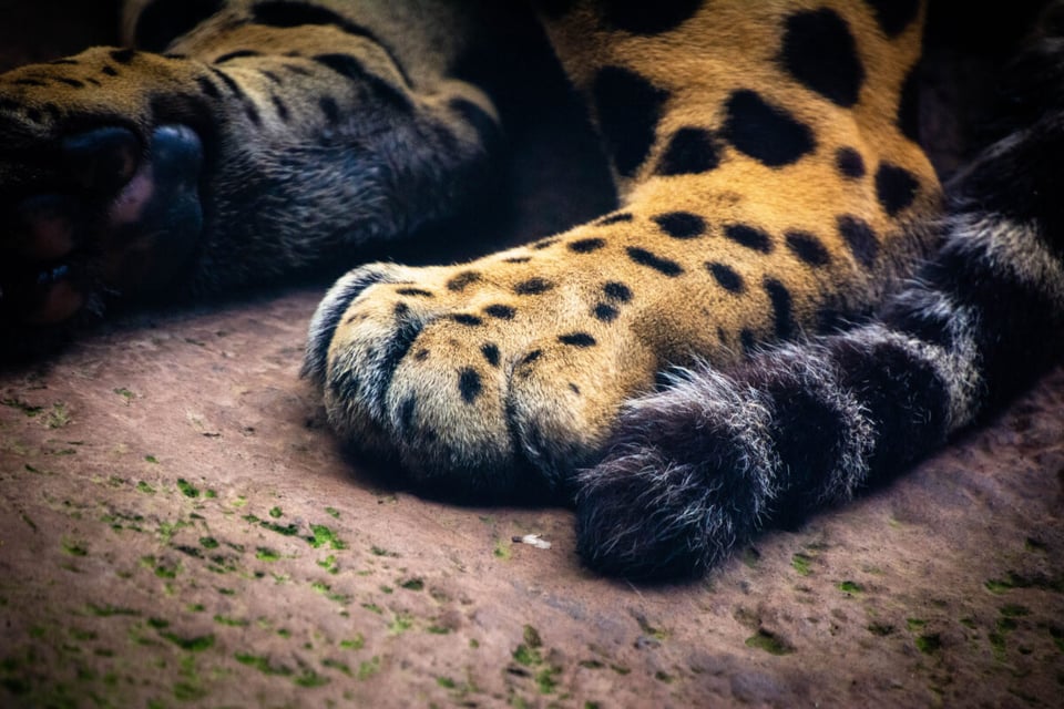 Pata de jaguar, Animal Salvaje, Taca, Pelea, MundoNow