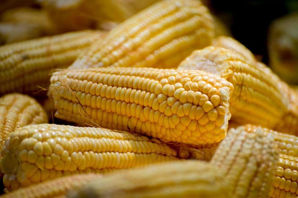 Corn, Harvest, Chippewa Corn Legends, Podcast, Tribe, MundoNow