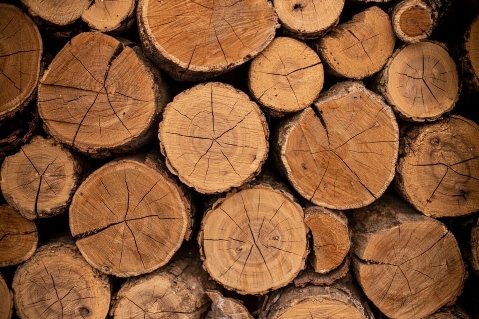 Omar Brothers, Madera, Troncos, MundoNow, Podcast