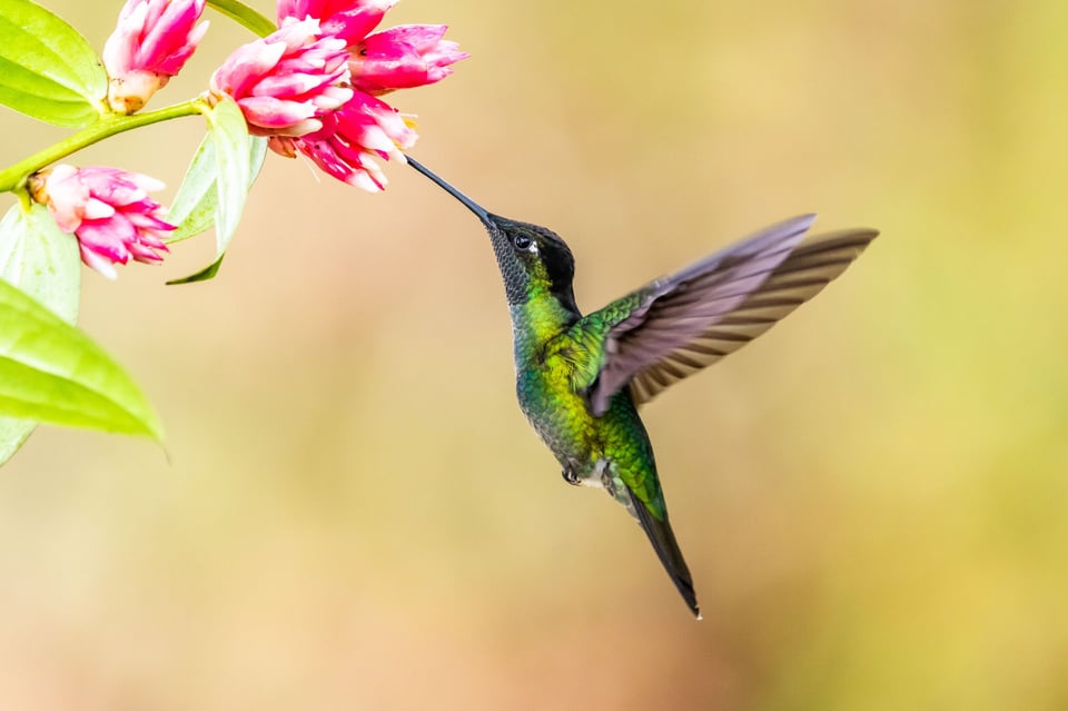 Mitos y Leyendas: La historia quechua del colibrí