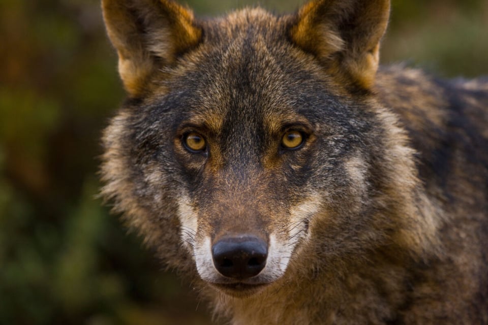 Wolf, Forest, Prairie, MundoNow, Podcast