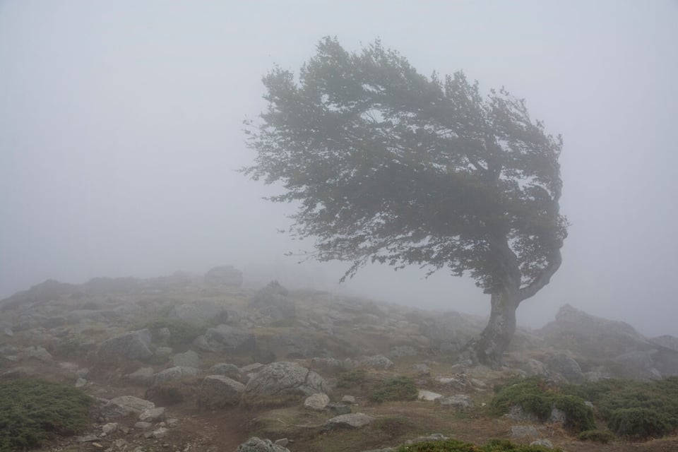 Viento, Huracán, Árbol, MundoNow, Podcast