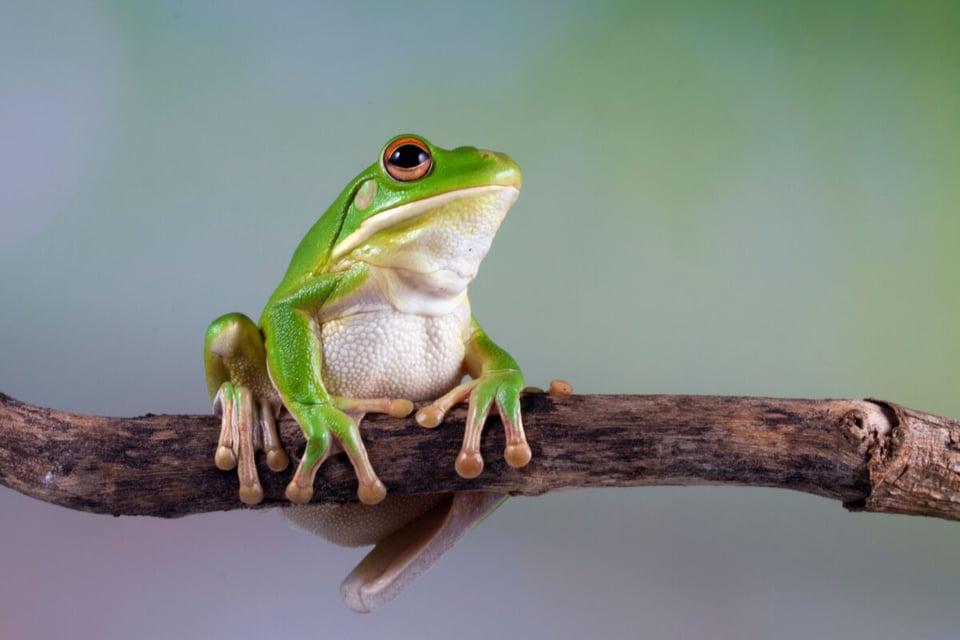 Frog, Story, Trust, MundoNow, Podcast