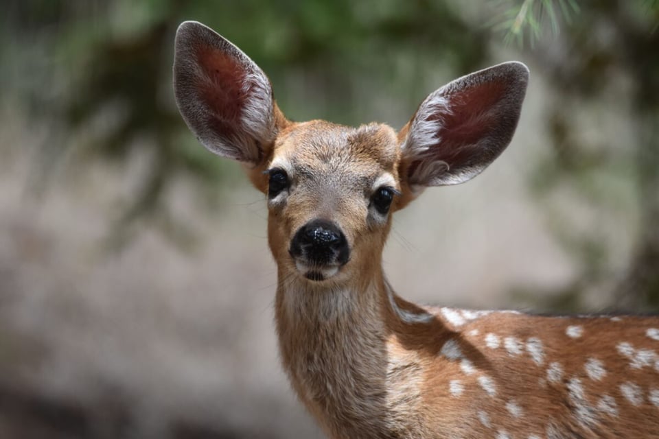 Animal, Spots, Protection, MundoNow, Podcast