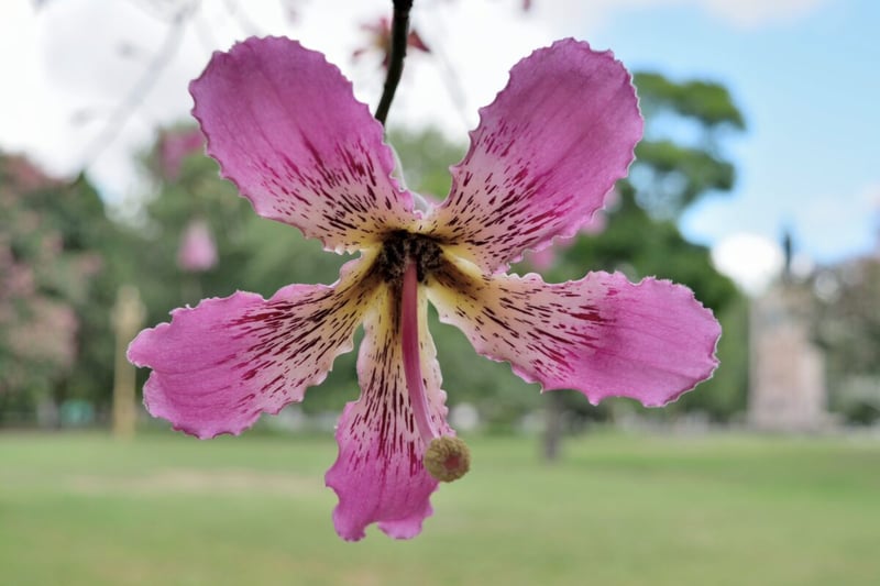 Nature, Drunk Palo, Sky, Legend of the floss, Podcast